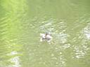 220_Duck in Schlob Sanssouci.JPG
